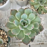 エケベリア,ベリースフレ,多肉植物,おらいさん苗,ミックスべリアの画像