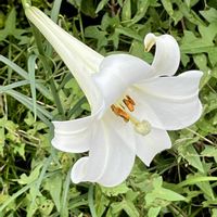 キンシバイ,クレマチス,テッポウユリ,サルノコシカケ,箱根空木（ハコネウツギ）の画像