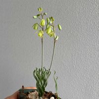 アルブカ,多肉植物,球根植物,アルブカ属,南アフリカ球根の画像