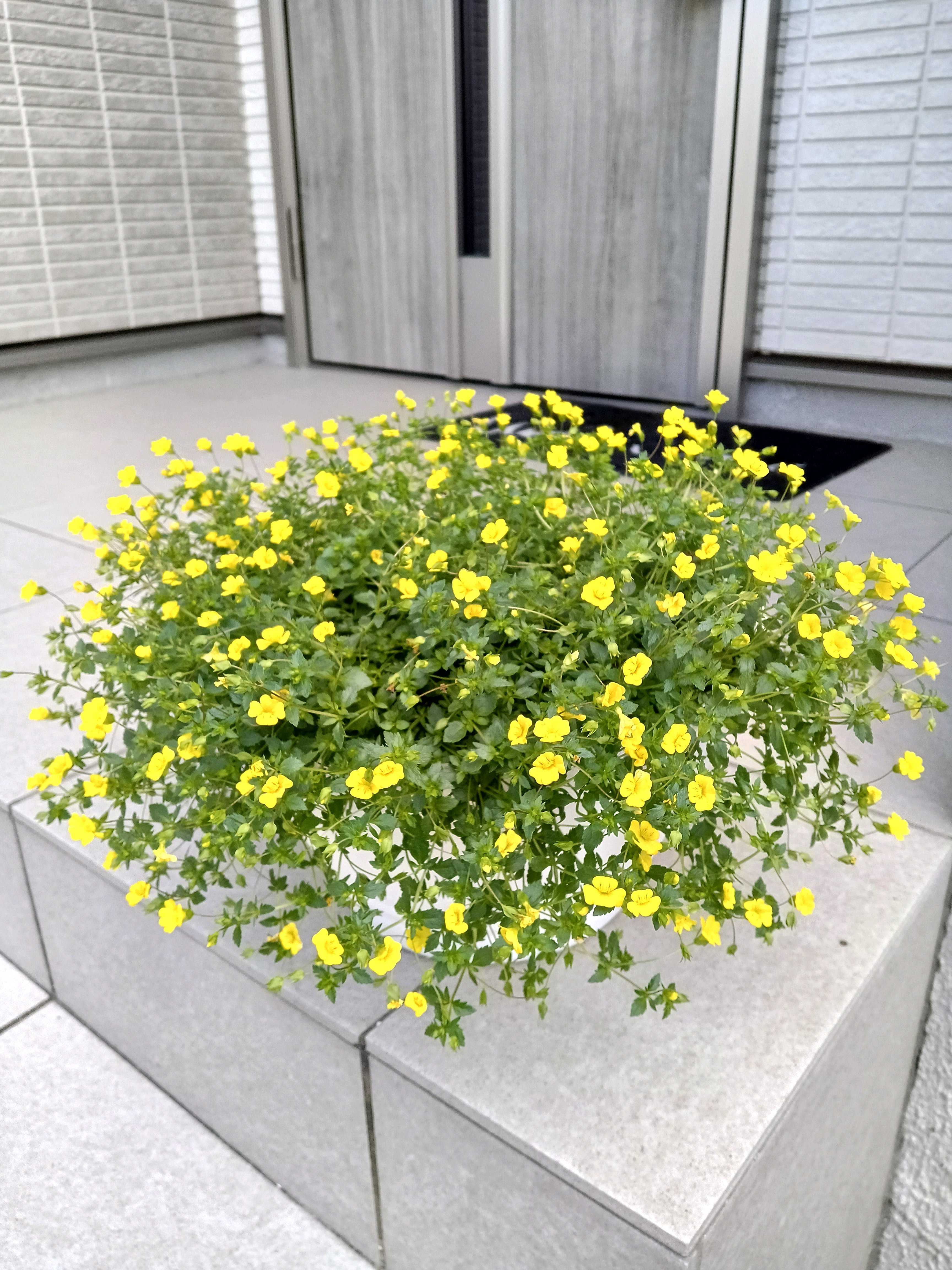 メカルドニア ゴールドダスト｜🍀GreenSnap（グリーンスナップ）