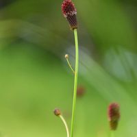 ワレモコウ,ワレモコウ,山野草,今日のお花,古いデジカメの画像