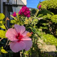 ブーゲンビリア,リコリス（彼岸花）,カタバミ属,開花中,ハイビスカス ❁の画像