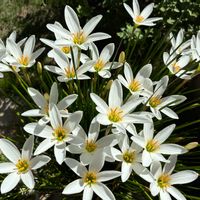 ゼフィランサス,キッチン,和室,テラス,家庭菜園の画像