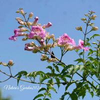 ノウゼンカズラ,ヒマワリ,ローゼル,花のある暮らし,小さな幸せ♡の画像