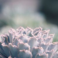 エケベリア,シャビアナ,ベランダ多肉,多肉植物のある暮らし,55の画像