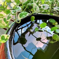 ポトス,ウォーターマッシュルーム,ポトス・エンジョイ,観葉植物,水生植物の画像