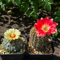 サボテン,花サボテン,多肉植物,サボテンの花,花のある暮らしの画像