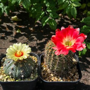 サボテン,花サボテン,多肉植物,サボテンの花,花のある暮らしの画像