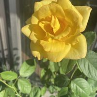 バラ,バラ　ピース,鉢植え,開花,バラ 鉢植えの画像