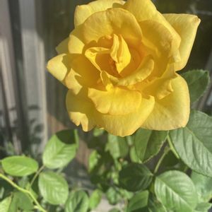 バラ,バラ　ピース,鉢植え,開花,バラ 鉢植えの画像