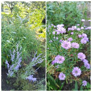 秋の花,手作り雑貨,ダリア☆,お庭作り中,美しく青きドヨウの画像