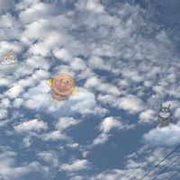 アメリカンブルー,コウシュンカズラ,アンパンマンの日,Gemini  作の画像