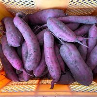 紅はるか,サツマイモ,可愛い,収穫,収穫物の画像