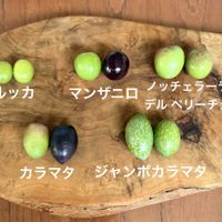オリーブ,オリーブの木,オリーブの実,olive,オリーブツリーの画像