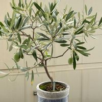オリーブ,オリーブの木,オリーブの実,olive,オリーブツリーの画像