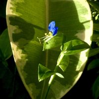 フィカス ルビー,露草,ゴムの木の葉っぱ,一九献上 和堂,"朝ぼらけ 露草映えて美々し哉"の画像