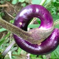 ナス,家庭菜園の画像