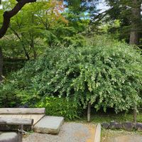 ハギ,兼六園,2026秋の七草の画像