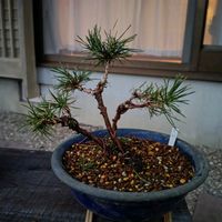 黒松,盆栽の画像