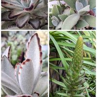 月兎耳,月の光,ナピリ,多肉植物,カランコエ属の画像