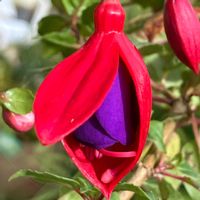 フクシア,フクシア,鉢植え,癒し,開花中の画像