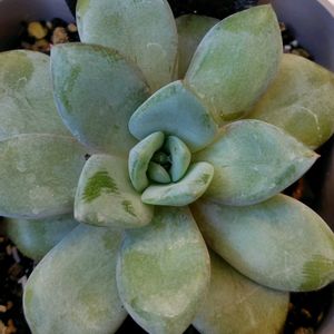 ブラッククイーン,多肉の植え替え,ドイツシャンペーン,ライラックパープル,チックモンローの画像