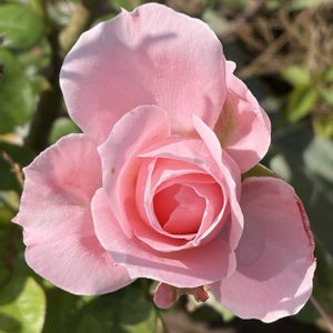 ガーデニング,花のある暮らし,ナチュラルスタイル,薔薇のある暮らし♡,おうち園芸の画像