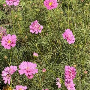 ガーデニング,花のある暮らし,ナチュラルスタイル,おうち園芸,庭の画像