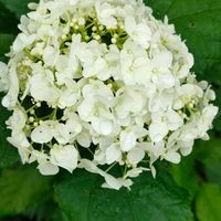 アナベル,アナベル  紫陽花,ミッチの会の画像