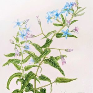 ブルースター,ホテイアオイ,月下美人,ヒオウギ,名前を教えての画像