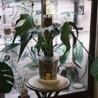 モンステラ,モンステラ　バールマルクスフレーム,観葉植物,植物のある暮らし,フィロデンドロン属の画像