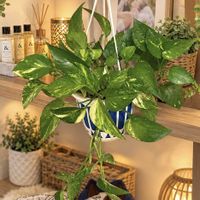 ポトス,ランタナ,多肉植物,観葉植物,ガーデニングの画像