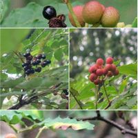 ウメモドキ,ウメモドキ,山椒の実,ナツハゼ,ナツハゼの画像