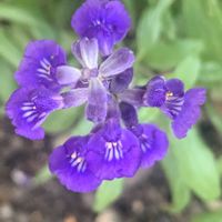 サルビア ファリナセア(ブルーサルビア),ベランダの画像