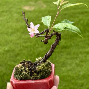 オカメザクラ,オカメ桜,おかめ桜,ホームセンター出身,桜盆栽の画像