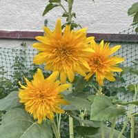 シコンノボタン,キバナコスモス,ヒマワリ(八重咲き),ハルシヤギク,ホソバ　ヒャクニチソウの画像