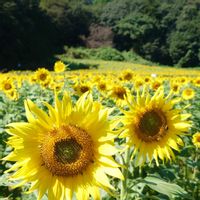 ひまわり畑,ひまわり,花のある暮らし,花が好き,山散歩の画像