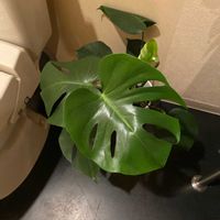 モンステラの画像
