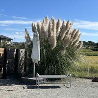 コスモス,パンパスグラス,アメジストセージ,タイワンホトトギス,風船カズラの画像