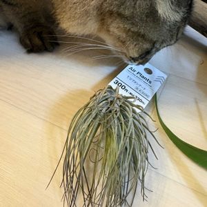 チランジア,エアプランツ,ダイソーの画像