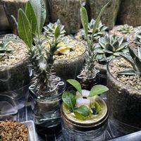 ホロンベンセ,水耕栽培,挿し穂,ウィンゾリーの画像