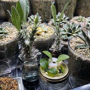 ホロンベンセ,水耕栽培,挿し穂,ウィンゾリーの画像
