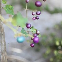 キクイモ,ノブドウ,ノブドウ,イタドリ,イタドリの画像