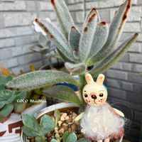 月兎耳,クラバツム,マディバ,レッドベルベット,多肉棚の画像