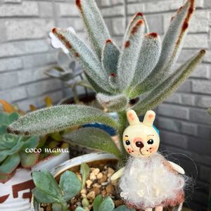 月兎耳,クラバツム,マディバ,レッドベルベット,多肉棚の画像