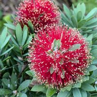 ブラシノキ,ブラシノキ,花のある暮らし,植物好き,自然の不思議の画像