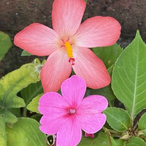 ガーデニング,こぼれ種,花のある暮らし,ナチュラルスタイル,おうち園芸の画像