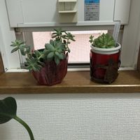 パイナップル,いつもありがとう(*˘︶˘*).｡.:*♡,朝の散歩,お花繋がりの出会いに感謝の画像