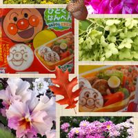 キク,菜の花,キク科,ビオラ・パンジー,小さな幸せ♡の画像