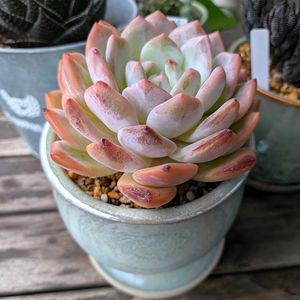 ラウリンゼ,エケベリア属,ベランダガーデニング,多肉植物のある暮らしの画像